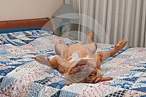 Dog is lying upside-down on master's bed