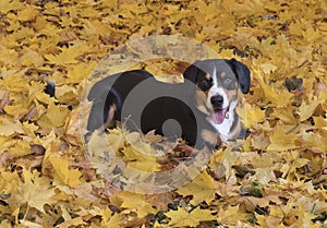 Dog lying on yellow leaves in the Autumn Forest