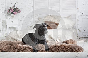 The dog is lyings on the couch