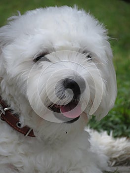 Dog Madagascar Bishon Coton-de-Tulear photo