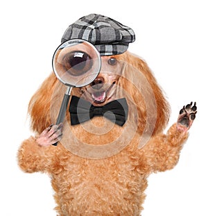 Dog with magnifying glass and searching