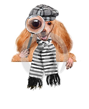 Dog with magnifying glass and searching