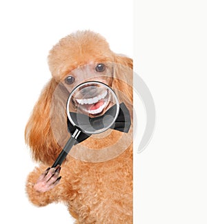 Dog with magnifying glass. Smile.