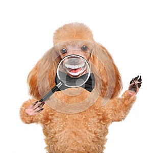 Dog with magnifying glass. Smile.