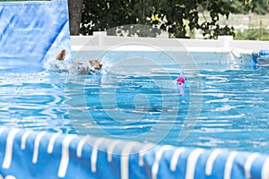 Dog jumping in to a pool