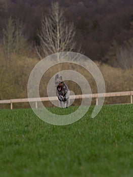 Dog making huge jump