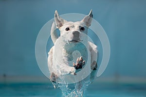 Dog making a splash as it lands in the pool