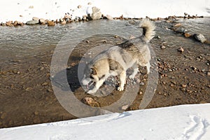 Malamut dog in the mountains.