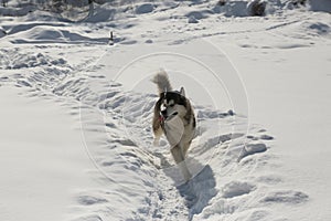Malamut dog in the mountains.