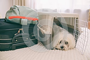 Dog Maltese in carrier with luggage