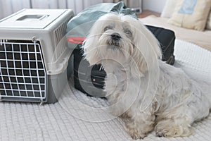 Dog Maltese carrier with luggage