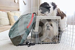 Dog Maltese carrier with luggage