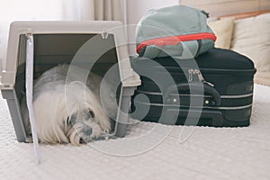 Dog Maltese in carrier with luggage