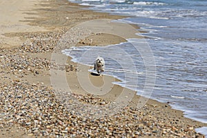 Dog maltesse bichon running in beach