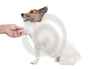 Dog with man handshaking