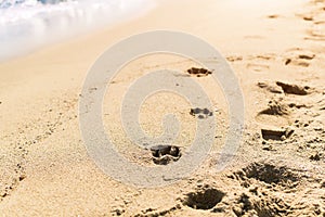 Dog and man tracks on wet sea sand during the day, selective focus. Imprints of dog paws on the sand of the sea beach