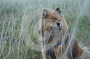 Dog is man's best friend, in autumn grass