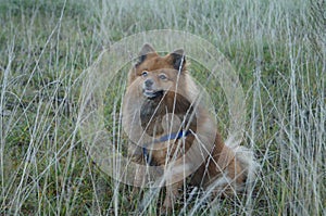 Dog is man's best friend, in autumn grass