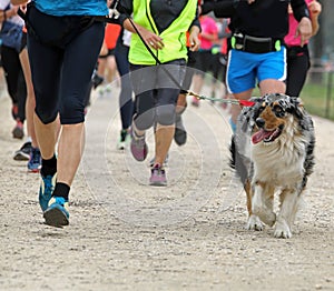 dog and many runners during the footrace