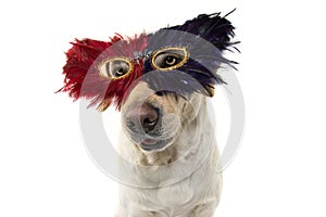 DOG MARDI GRAS FEATHER MASK. CLOSE-UP FUNNY LABRADOR WITH A PLUME CARNIVAL EYEMASK. ISOLATED SHOT AGAINST WHITE BACKGROUND