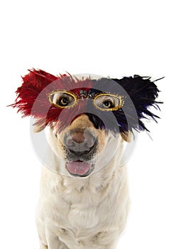 DOG MARDI GRAS FEATHER MASK. FUNNY LABRADOR WITH A PLUME CARNIVAL EYEMASK. ISOLATED SHOT AGAINST WHITE BACKGROUND