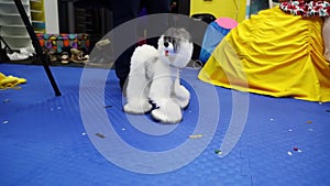 Dog marionette. toys to entertain children on holidays.