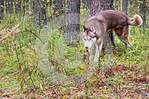 Dog Marking Territory. Siberian husky dog raised his hind leg and marks the tree.