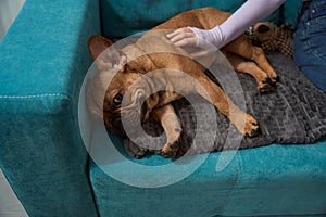 Dog master hand stroking calm four-legged friend