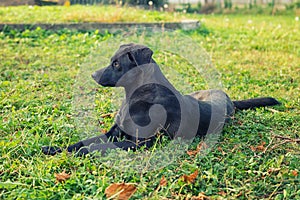 Dog on meadow