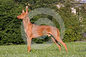 Dog in a meadow - Pharaoh Hound