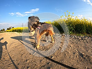 Dog, meadow, platn, freind, puppy