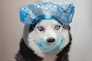 Dog in medical mask