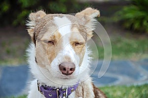 Dog meditating about love and peace.