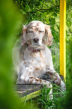 Dog meditation moment