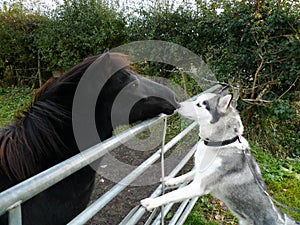 Dog meets the horse