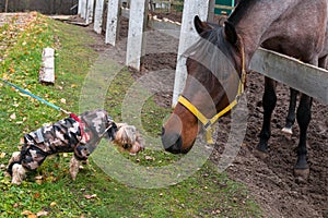 Dog meets a horse