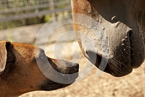 Dog meets horse