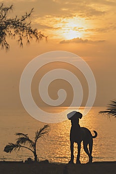 The dog meets the sea sunset and watches the beauty of the sea sunset.