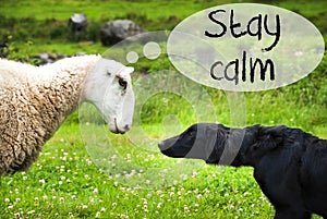 Dog Meets Sheep, Text Stay Calm