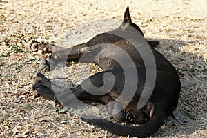 A black dog sleeping on the ground. the dog shows the testicles. Stray dog. photo