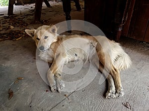 Thai dogs are lying on the floor. photo