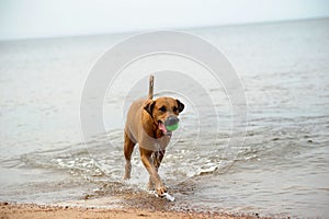 Dog mestizo with a ball in the water