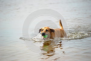 Dog mestizo with a ball in the water