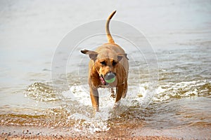 Dog mestizo with a ball in the water