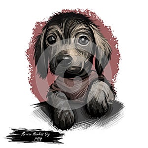 Dog Mexican hairless puppy small hound digital art