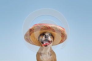 Dog in mexican traditional hat. Cute funny staffordshire terrier