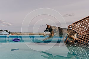 dog in mid air ready to catch a toy while dock diving into a pool