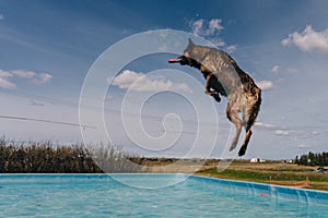 dog in mid air ready to catch a toy while dock diving into a pool