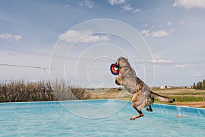 dog in mid air ready to catch a toy while dock diving into a pool