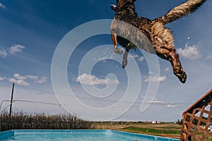 dog in mid air ready to catch a toy while dock diving into a pool